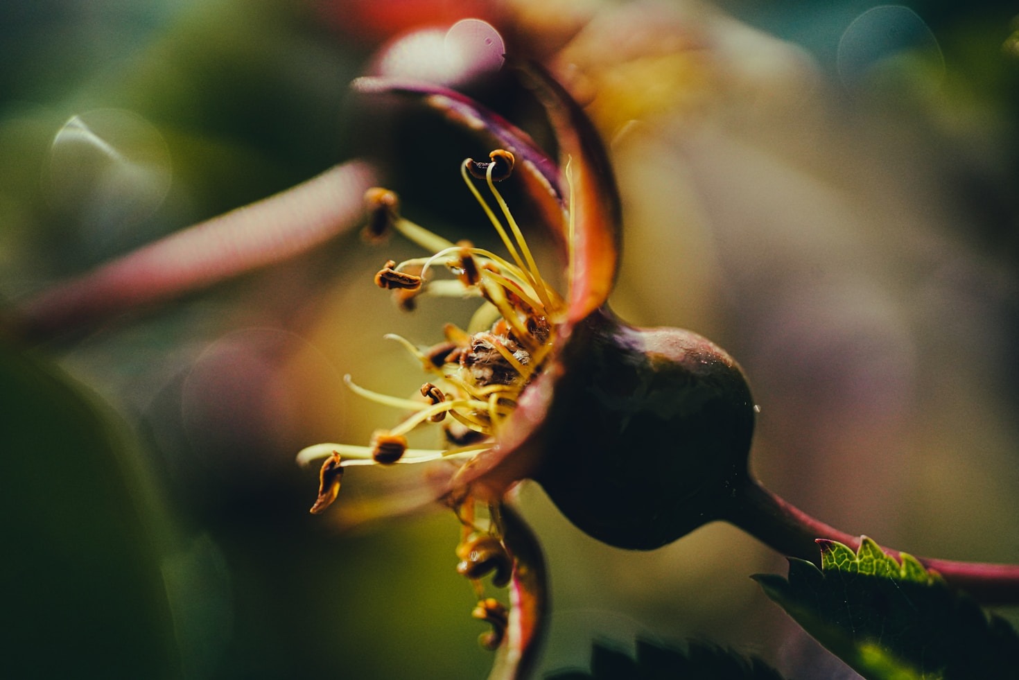 Como os sabonetes artesanais conectam você à natureza