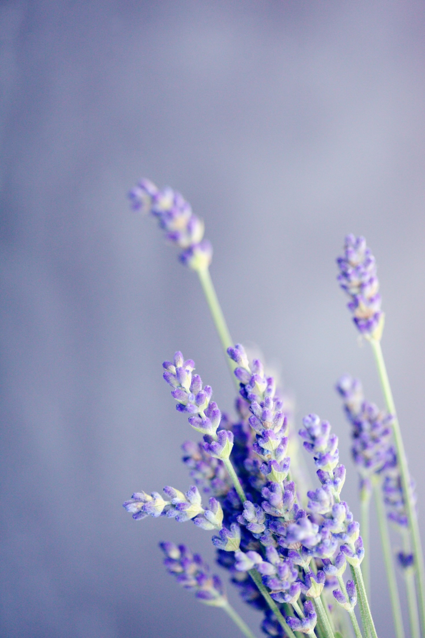 Descubra os benefícios das fragrâncias naturais para o bem-estar